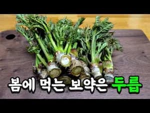 두릅전 레시피: 봄철 보약, 고소함이 몸에 베는 특별한 맛